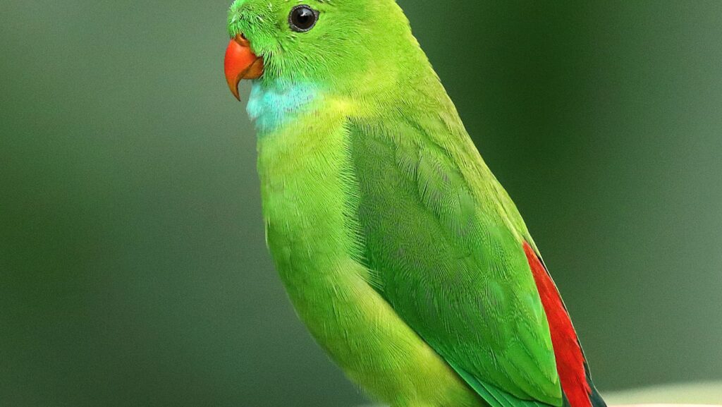 green:qyaj2k9gfhu= parrot