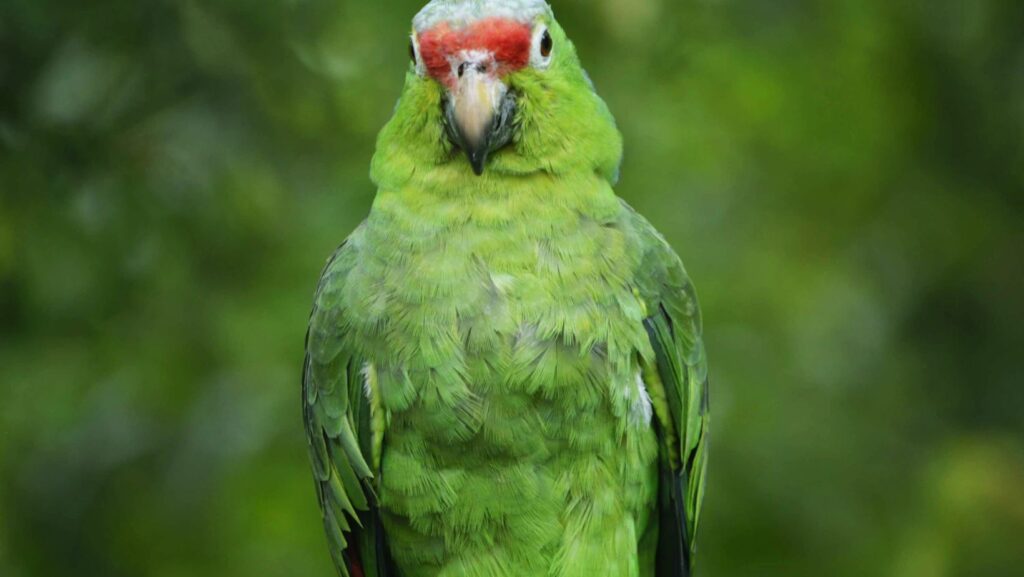 green:qyaj2k9gfhu= parrot