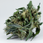 What Makes Black Magic Kush Different From The Crowd?&nbsp;